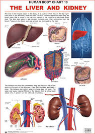 Human Body Charts The Liver And Kidney