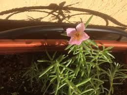 Начална » цветя » калдъръмче / portulaca grandiflora. Kaldrmche Hashtag On Twitter