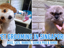 Are you looking for dog and cat grooming services near you? 15 Pet Grooming Salons In Singapore Sorted By Location