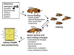 honey bee apis mellifera