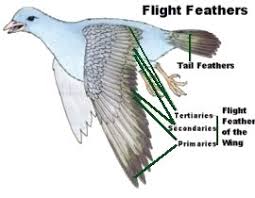 Types Of Bird Feathers