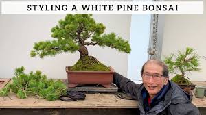 shaping a white pine bonsai you