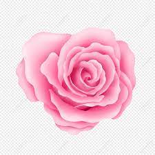 pink rose images hd pictures for free