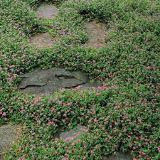 magic carpet thyme michigan bulb