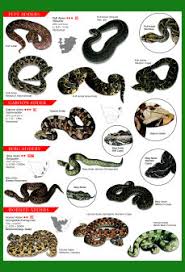 Snakes Of Southern Africa Fold Out Identification Guide