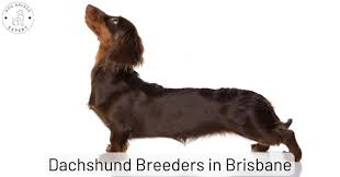 dachshund breeders in brisbane list