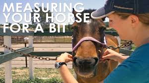 How To Measure Your Horse For Bit Size