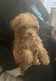 toy poodle in los angeles 73