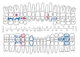 42 Rigorous Geometric Dental Charting