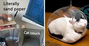 Lying and claiming/posting someone else's cat is/as your own will result in an immediate ban, with no warnings given. 50 Funny Examples Of Cat Beds And Cat Logic Bored Panda
