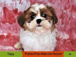 A loyal breed, the shih tzu is affectionate and outgoing, they can however be possessive, particularly around other dogs. Shih Tzu Dog Red And White Id 2890823 Located At Petland Oklahoma City Tulsa