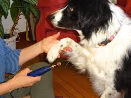 cut dog nails with human clippers top