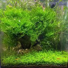 top 10 best carpet plants for aquarium