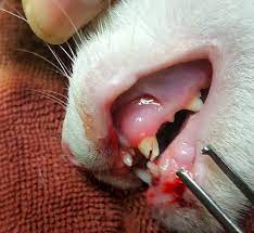 cat bleeding nose mouth wound