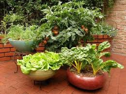 Container Vegetable Gardening Garden