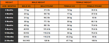 20 Unmistakable American Bulldog Puppy Weight Chart