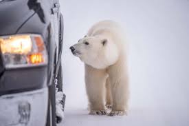 Nosey Polar Bear Presses Paws Against