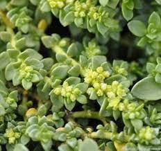 organic herniaria glabra green carpet