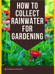 How To Collect Rainwater For Gardening
