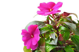 New guinea impatiens form compact, succulent plants with fleshy stems, and can reach heights of 1 to 2 feet tall by summer's end. Care For New Guinea Impatiens