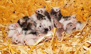 Mice In Your Attic Sounds Rodents Make