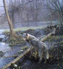 В поисках мутантов: какие дикие животные обитают в Чернобыле - фото -  23.06.2019, Sputnik Казахстан