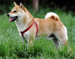 ɕiba inɯ) is a breed of hunting dog from japan. Shiba Inu Rassebeschreibung Wesen Haltung Und Pflege