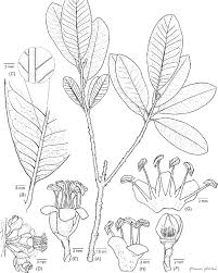 Pycnandra Chartacea A Habit B Leaf Venation Lower