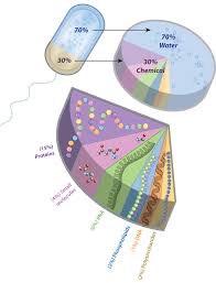 the composition of a bacterial cell