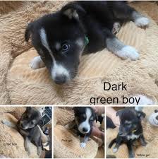 husky x lab puppies ready now ukpets