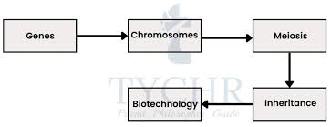 ib biology genetics notes tychr