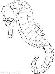 Mister seahorse carle, eric on amazon.com. Eric Carle Mister Seahorse Coloring Pages