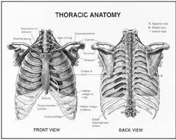 Anterior And Posterior View Of Thoracic Anatomy Mvi
