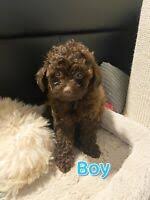 toy poodle puppies in british columbia