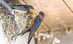 Tips To Prevent Barn Swallow Nests This