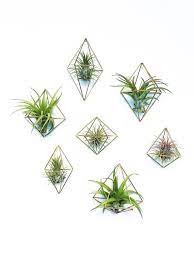 Himmeli Wall Sconce Air Plant Hanger