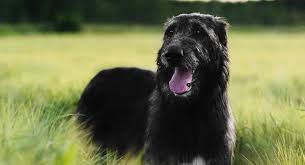 Why buy an irish wolfhound puppy for sale if you can adopt and save a life? Black Irish Wolfhound A Stunning Variation Of A Beloved Giant