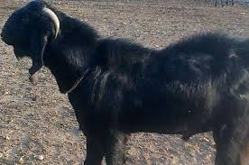 Osmanabadi Goat Breed Profile Information Agri Farming