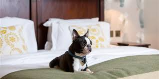 pet friendly hotel in central london
