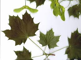 How To Identify Maple Trees Waterford Citizens