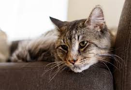 In some cases, cats who are feeling poorly at home will seem to perk up at the vet's clinic. Cat And Dog Euthanasia In Springfield Il Myers Animal Clinic