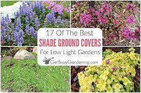 17 Best Ground Cover Plants For Shade