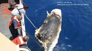 photos of dead whale found in