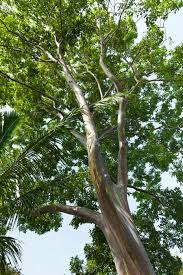 Enjoy the beneficial properties of essential oils from plant therapy. Rainbow Eucalyptus Trees For Sale Fastgrowingtrees Com