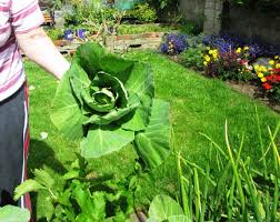 grow cabbage seeds in the garden