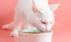 what is natural cat food and should my