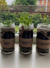 Indoor Herb Garden In Rustic Jars Grow