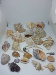 Sea Shells Collection From Mediterranean Coast Of Israel