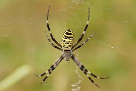 are orb weaver spiders venomous