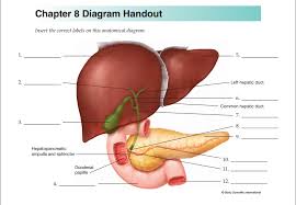 The liver is a vital organ found in humans and other vertebrates. Med Term Ch 8 Digestive System Liver Diagram Diagram Quizlet